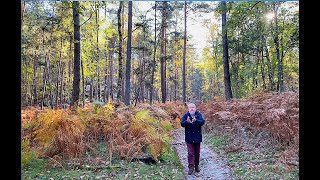 Quels sont les constituants de la forêt ?