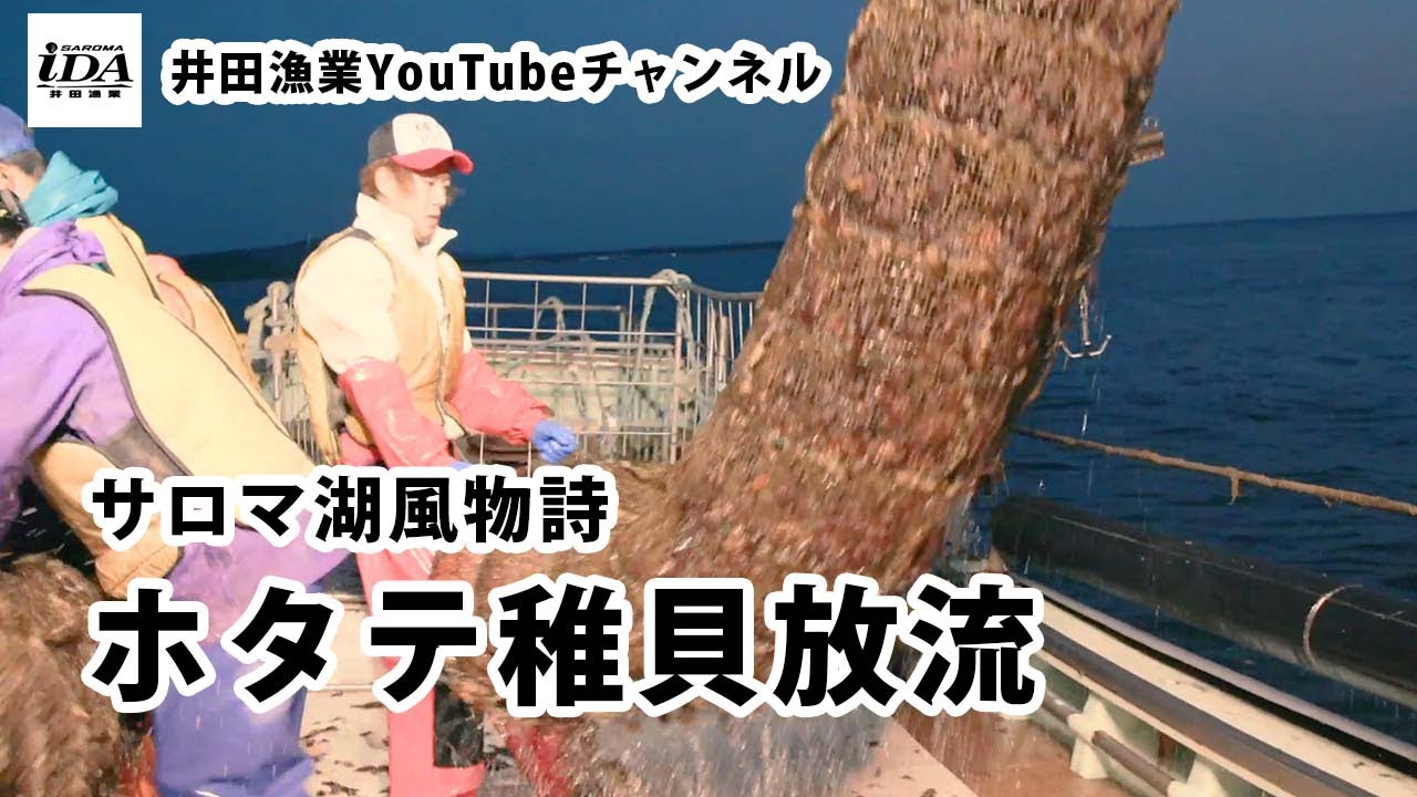 井田漁業 ホタテ稚貝放流 Youtube