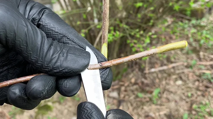 Sophie's Gift Persimmon - Chip Bud Grafting