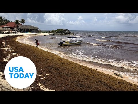 Massive seaweed blob heading towards Florida | USA TODAY