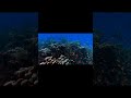How Sonar Maps the Ocean Floor Explained