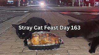 Stray Cat Feast Day 163 by SW 2,409 views 1 month ago 55 minutes