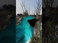 El Azulejo Golondrina shorts #birds #avesdeluruguay #wildlife #avesargentinas #aves