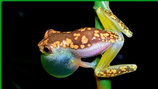 Such a tiny treefrog  Dendropsophus branneri #frogsounds