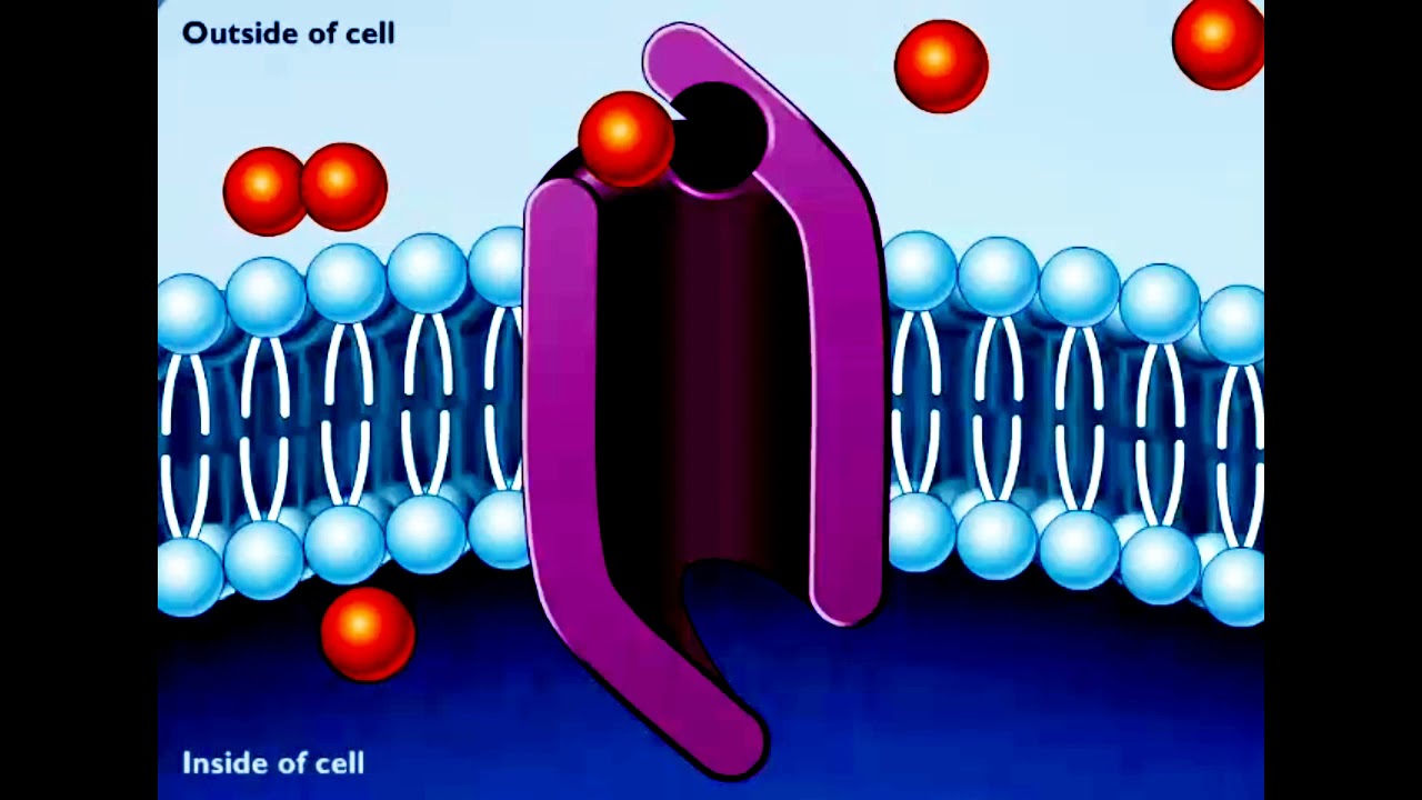 cell diffusion animation