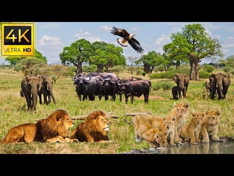 Video: Masai Mara nacionalinis rezervatas, Kenija: Visas vadovas