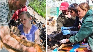 Homem na Sérvia resgata 1100 cães de rua e cria 2 refúgios Improvisados