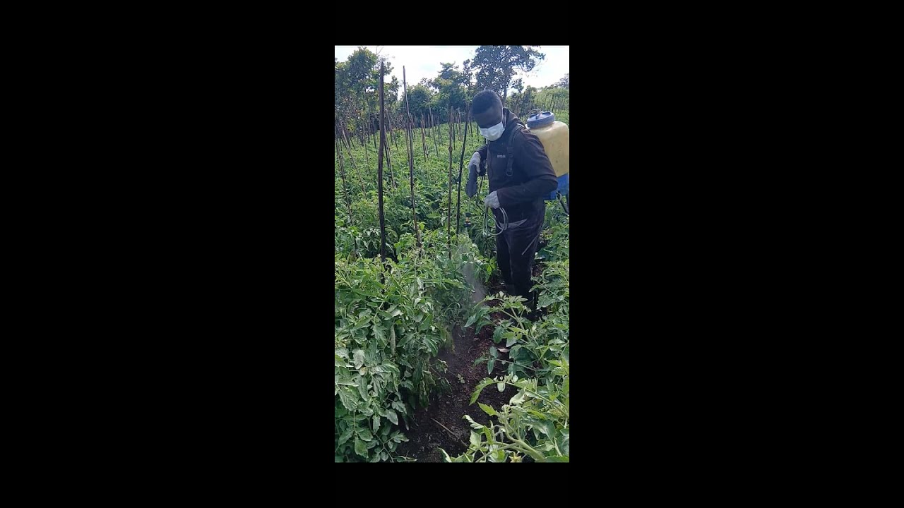 How Timo makes over 50,000 from tomatoes in just 3 months pt3