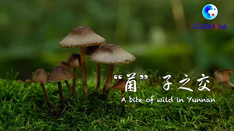 GLOBALink | A bite of wild in Yunnan - DayDayNews