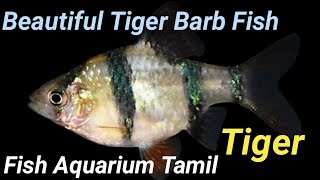 Tiger fish in tamil Clearance