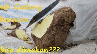 Download Lagu Proses mengolah Ubi GADUNG Beracun ,cara menghilangkan racun pada umbi GADUNG Agar aman dimakan MP3