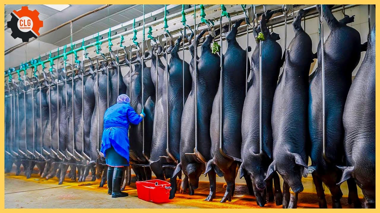 Outline Video How Farmers Raise And Process Millions Of Black Pigs At The Factory-Pig Farms|Food Industry Machines