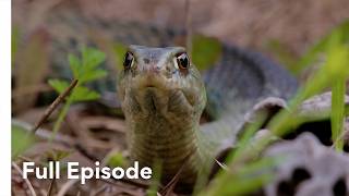 Nature's Deadliest Hunters | The Predator's Playbook