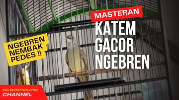 KAPAS TEMBAK || MASTERAN KAPAS TEMBAK GACOR NGEBREN NEMBAK PEDES !!