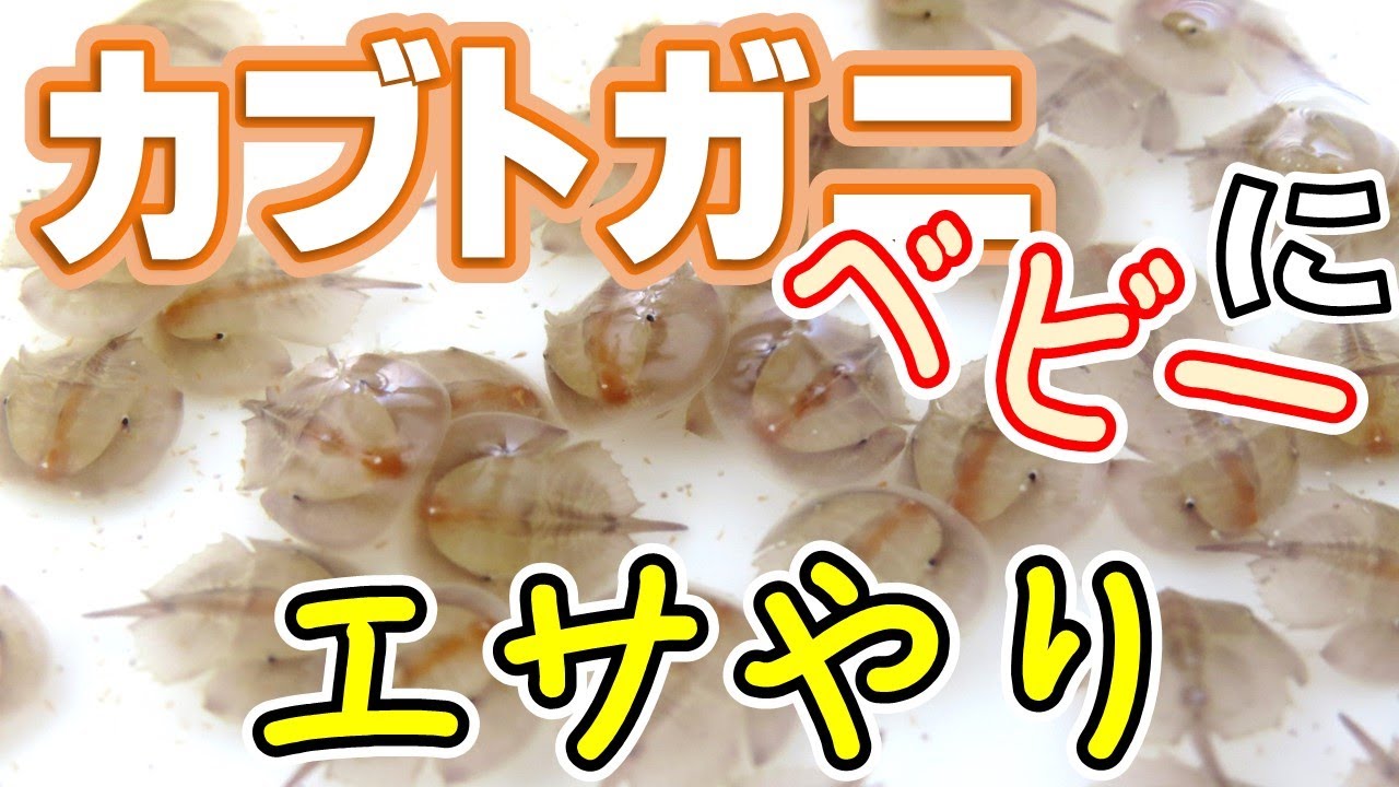 カブトガニの赤ちゃんにエサやり Youtube カブトガニの赤ちゃんにエサやり Youtube