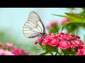 10 HOURS Relaxing Music for Stress Relief, Healing Therapy, Sleep Music
