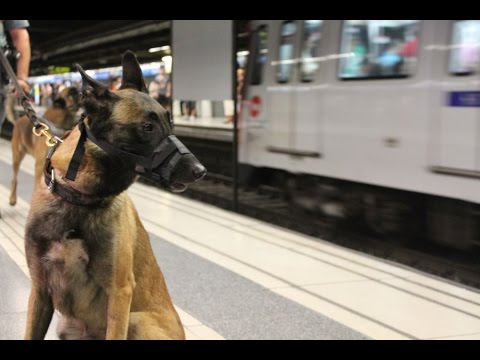 Vídeo: Els gossos poden viatjar al metro?