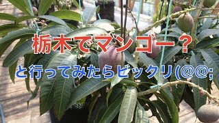 マンゴーのお礼を言いに行ったらエコでビックリ！（▼マンゴーハウス）