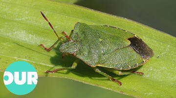 This Bug Sprays Its Enemies With Foul Smelling Liquids | Our World
