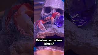 Rainbow Crab scares himself #pets #Cardisoma armatum