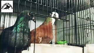 Doc Kandang Merpati Balap Topas