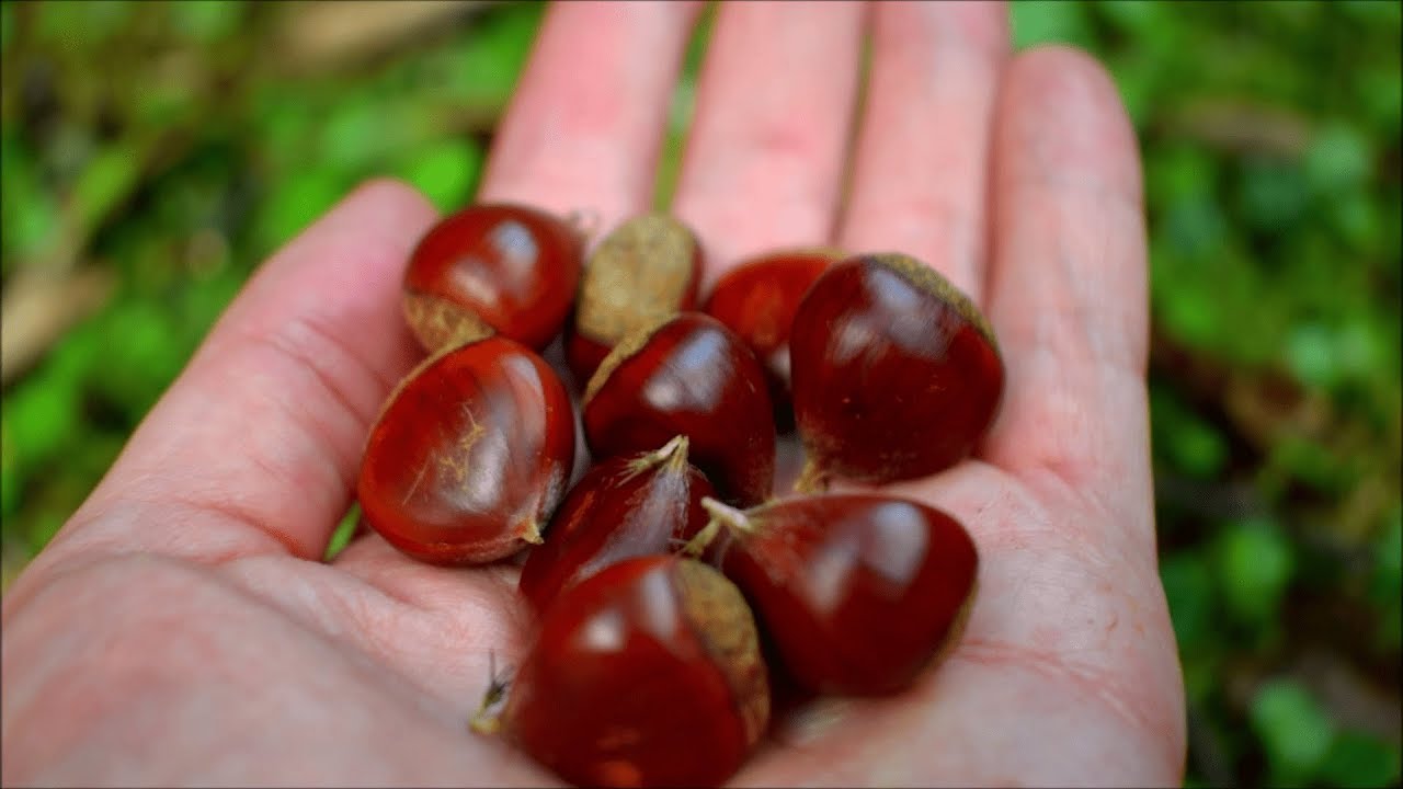 裏山歩き 番外編 栗拾い 山栗 ヤマグリ キャッチ リリース Youtube