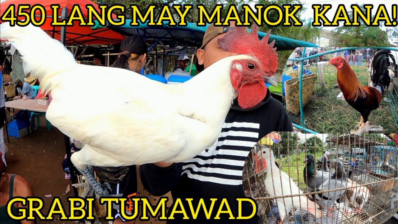 Affordable pets in bocaue philippines  birds,chicken,rooster,ducks and other animals
