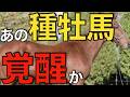 ここに来てまさかの覚醒！あの種牡馬が谷間の3世代目で本気出す。