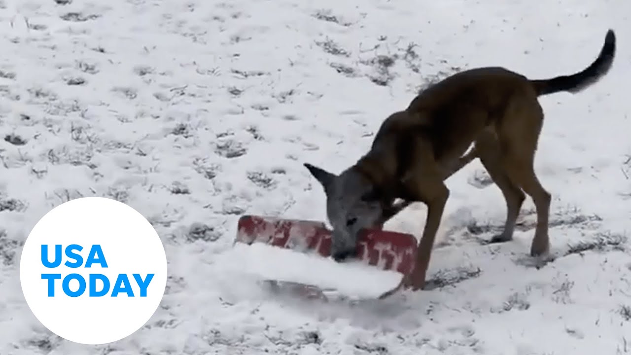 Shovel dog gif