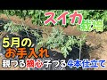 スイカ栽培② 親づる摘心・子づる4本仕立て　5月のお手入れ　2025年