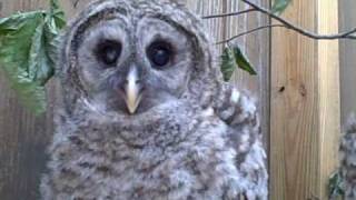 Fledgling Barred Owls