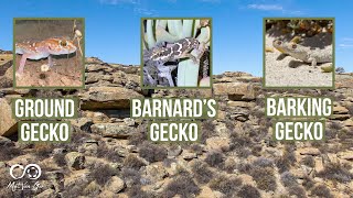 Barking Gecko, Common Ground Gecko & Barnard's Gecko | Herping South Africa