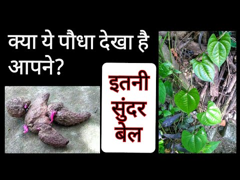 वीडियो: चीनी रतालू के पौधे - आप यम कैसे उगाते हैं