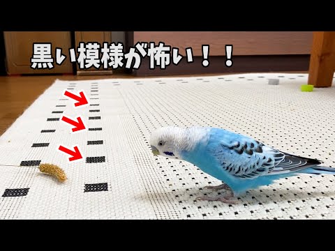 Budgie too afraid of new rug pattern to pick up corn - YouTube