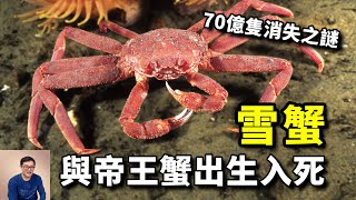 隨帝王蟹四處入侵卻在原產地神秘消失70億隻阿拉斯加雪蟹到底去哪了【老肉雜談】#動物 #海鮮 #螃蟹 #雪蟹 #crab
