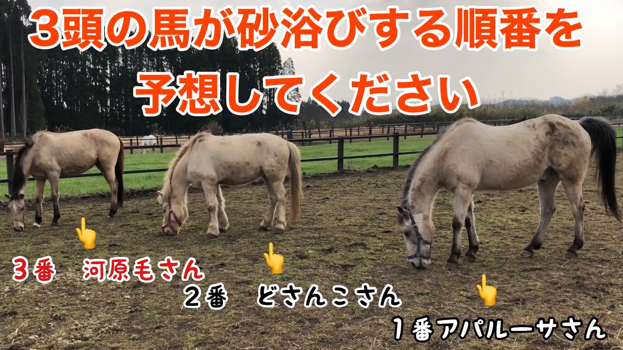 ３頭の馬が砂浴びする順番を予想してください Youtube