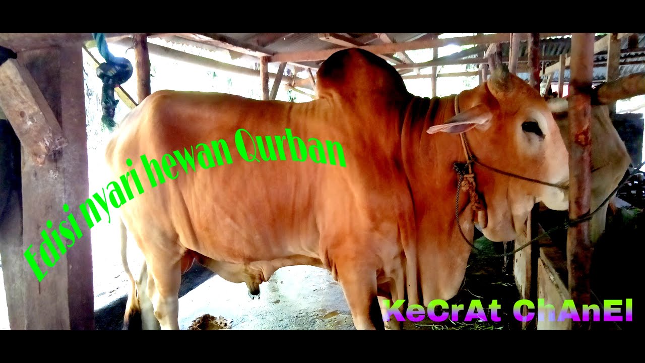 Edisi cari Hewan Qurban ,, - YouTube
