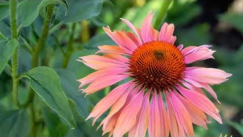 وإذا تتلي عليهم آياتنا بينات || فارس عباد