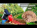 CONTRATADOS PISCANDO MANZANAS🍎🍎 CON VISA H2A EN WASHINGTON STATE USA