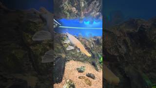 Asian arowana &amp; Aligator Gars #fish #aquarium #fishing #vlog #fishphotography #animals #instafish