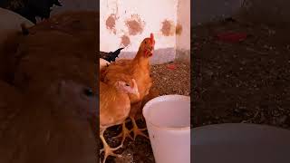 دجاج ماشاء الله تبارك الله تربية الدجاجالجزائر تونس ليبيا المغرب