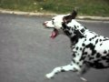 Ref:0Y2NfDyt0sE Dalmatienne alexia en juillet 2010 162