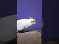Cockatiel talks #shorts