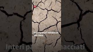 Interi pascoli minacciati dal cambiamento climatico | Falò | RSI