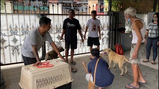 SANGAT KASIHAN ‼️ ANJING PITBULL INI DIBUANG PEMILIKNYA