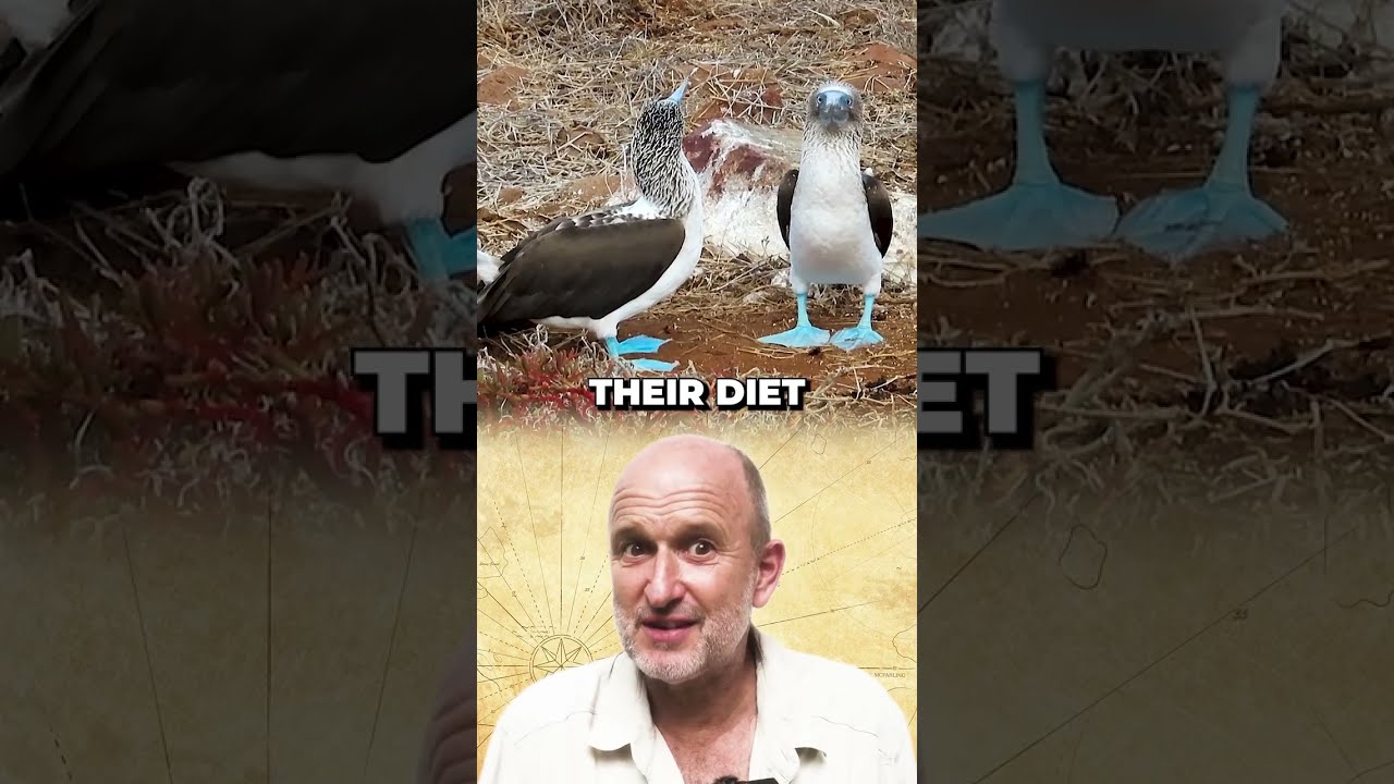 Why Do Blue-Footed Boobies Have Blue Feet?