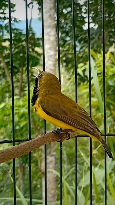 sogon tembakan ngeri😅