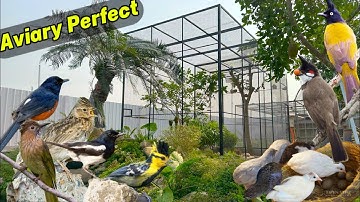 Chiêm Ngưỡng & Học Hỏi Aviary bố trí hợp lý nuôi gần 20 loài CHIM CẢNH khuôn viên đẹp || Đạt Bird TV