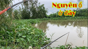 Câu Cá Tra Cá Mè Vinh Mùa Nước Nổi Thả Mồi Là Giật Cá Bự Luôn | Minh Trường 7K Miền Tây