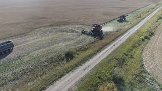 2021 Canola Harvest, Englefeld, Saskatchewan